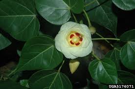 Image result for Thespesia