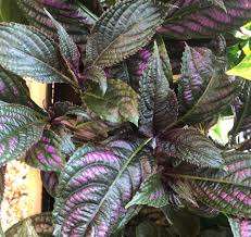 Image result for Strobilanthes