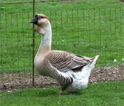 Check spelling or type a new query. The Livestock Conservancy