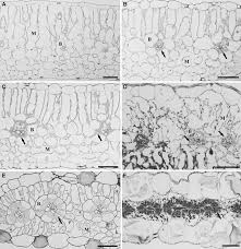 Image result for Pharnaceum brevicaule