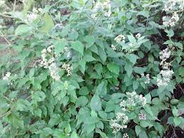 Image result for Microglossa pyrrhopappa