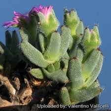 Image result for Urochloa marlothii