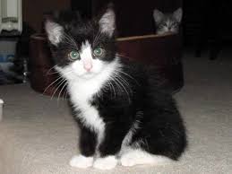 Weitere ideen zu katzen, schwarze katze, tiere. Katzen Tsv Tierhilfe Stade E V Seite 3