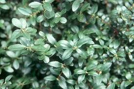 Image result for Phyllanthus paxii