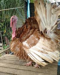 Hanya ini resto ayam dan wafel di. Ayam Piru Kulaan Home Facebook