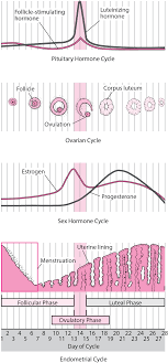Und wann kann ich dann den ss test machen? Probleme Mit Dem Eisprung Gesundheitsprobleme Von Frauen Msd Manual Ausgabe Fur Patienten
