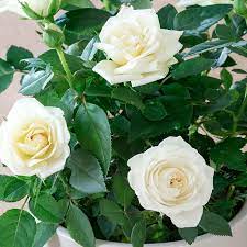 We did not find results for: White Rose Plant