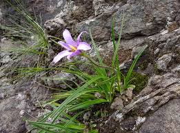 Image result for Xerophyta humilis