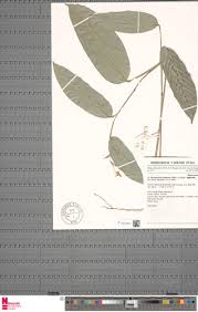 Image result for Marantochloa leucantha