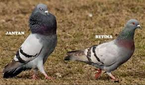 Here are the best motivational quotes and inspirational quotes about life and success to help you conquer life's challenges. Cara Membedakan Merpati Jantan Dan Betina Japati Blog