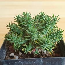 Image result for Euphorbia duseimata