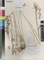 Image result for Hyparrhenia dregeana