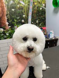 I always love when he comes by for a trim up. His face is so sweet!