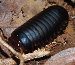 Image result for Kyllinga sphaerocephala