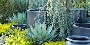The latest tweets from san francisco succulent & cactus society (@sfsucculent). The Best Places To Buy Succulents Cacti Air Plants In The Bay Area 7x7 Bay Area
