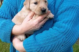 Tailtales Goldens Golden Retriever Breeder Laurens South Carolina