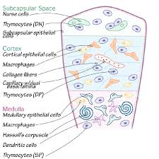 Image result for Thymus
