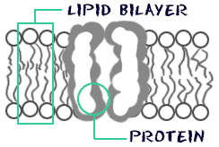 cell structure cell membrane cell membrane membrane biology experiments