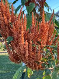 Image result for Amaranthus dinteri