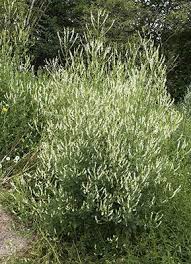 Image result for Melilotus albus