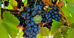 Siraz Uzumu Faydalari Grapes Fruit Food