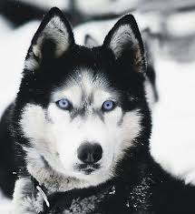 Siberian Husky Black And Blue Eyes Pin Em Animals