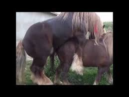 Big horse mating shetland pony. Sportiva Gioroc Youtube In 2021 Animals Mating Horses Big Horses