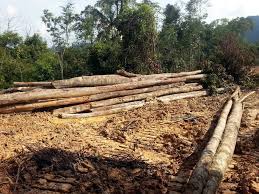 Pensyarah kanan jabatan kesihatan persekitaran dan pekerjaan, fakulti perubatan dan sains kesihatan, universiti putra malaysia (upm). Tiada Pembalakan Haram Sekala Besar Di Kelantan