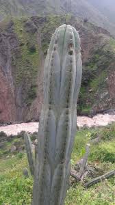 A cactus (plural cacti, cactuses, or less commonly, cactus) is a member of the plant family cactaceae, a family comprising about 127 genera with some 1750 known species of the order. Trichocereus Peruvianus From Matucana Huariquina Desert Pictures Cactus Plants Cactus