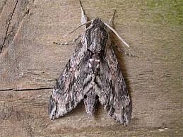 Image result for Convolvulus ocellatus