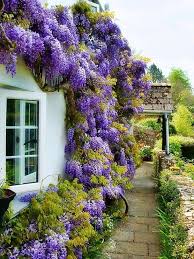 Wisteria Covering The Wall Jardines Bonitos Jardines Plantas Jardin