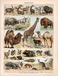 1897 Mammals Antique Print African Animals By Craftissimo On