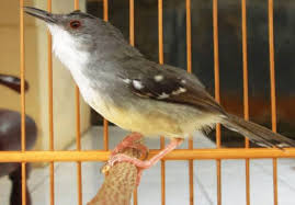 Suara kicau burung cici merah betina super master kicau. Jenis Burung Prenjak Beserta Gambarnya Update