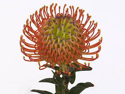 Image result for Leucospermum saxosum