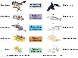Maybe you would like to learn more about one of these? Warm Up Activity Match The Pictures To The Correct Terms That Describe Them Ecosystem Biome Biosphere Population Communities Ppt Download