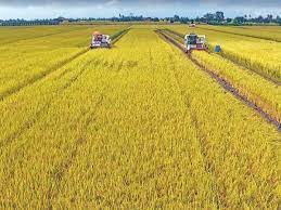 Budidaya tanaman padi sri dengan mudah, atau cara menanam tanaman padi gogo, berikut merupakan teknik budidaya tanaman padi jika dilihat dari luas area penanaman padi, indonesia memiliki lokasi penanaman padi yang sangat luas, yaitu sekitar 13,2 juta hektar pada tahun 2010. Mada Peneraju Industri Padi Malaysia