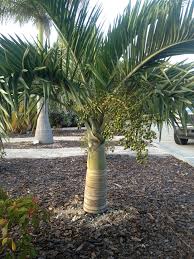 Buccaneer Palm Pseudophoenix Sargentii A South Florida Native Very Attractive And Tropical Looking P Florida Trees Palm Trees Landscaping Florida Palm Trees
