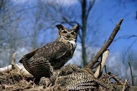 Answers to your questions about the great horned owl nest. Great Horned Owl