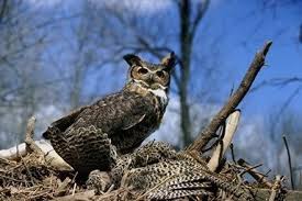 Predators of barn owls include: Great Horned Owl