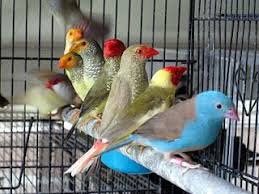 Australian Bird With Black Head And White Body Happy Bird Place Pet Birds Finches Bird Beautiful Birds