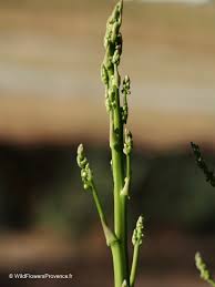 Image result for Asparagus officinalis
