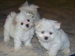 Find maltipoos for sale uk at the uk's largest independent free classifieds site. Maltese Puppies For Sale