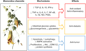 Image result for Momordica charantia