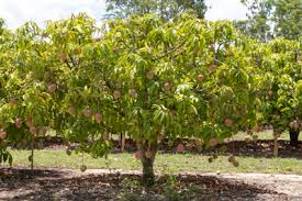 How to Grow a Mango Tree in Australia