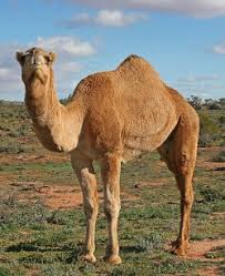 And he did eat locusts and wild honey; Camel Hair Ties Necktie Com