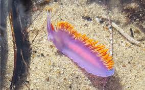 Breaking This Is The Best Time Of Year To Go Tidepooling In