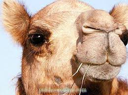Camels form the genus camelus. Where Camels Live Others Have No Chance Nature 2021