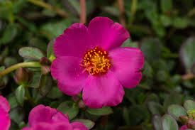 Image result for Portulaca