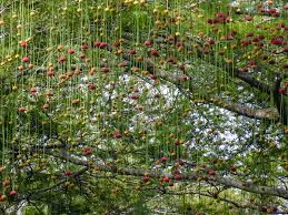 Image result for Parkia