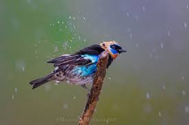 When The Rain Comes 3i7757 Birds Wildlife Dancing In The Rain